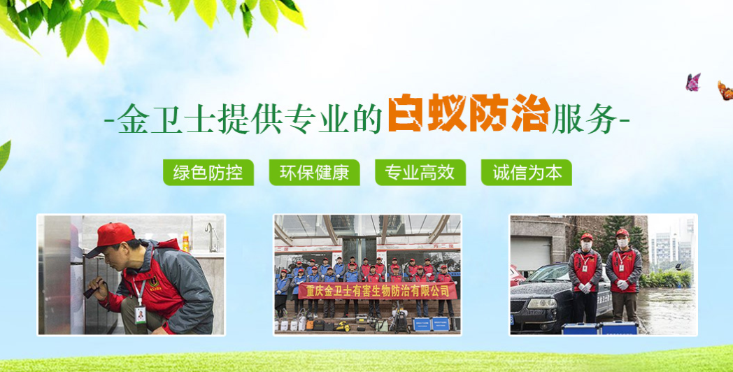 丑陋的蟑螂看起來很可怕。如何解決這種情況？