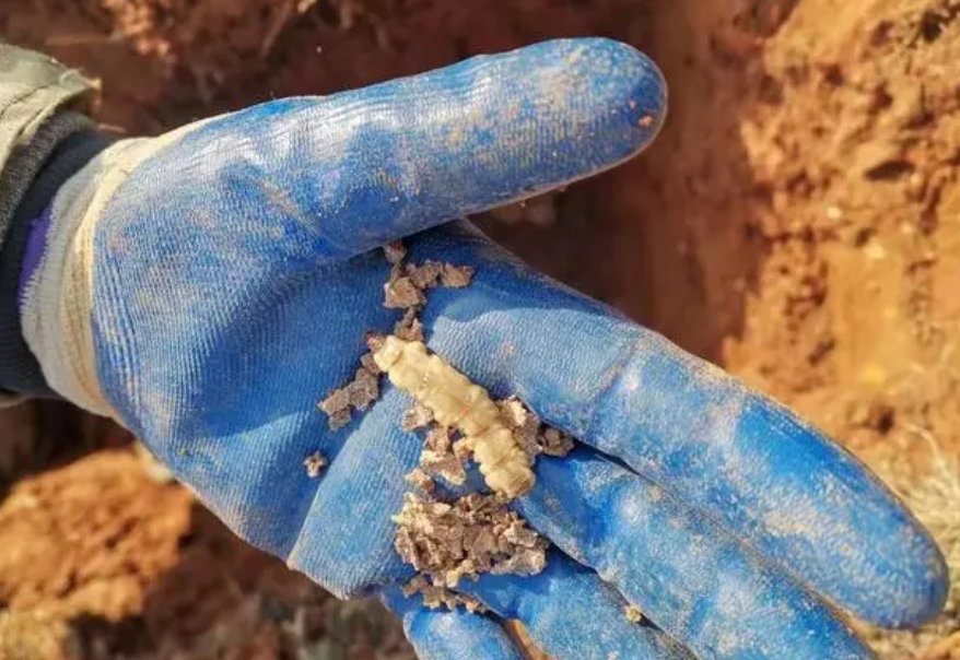 水庫白蟻防治服務(wù)